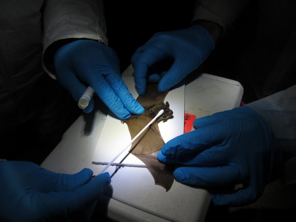 Illinois scientists swab a northern long-eared bat suspected of having white-nose syndrome in 2013. The U.S. Fish and Wildlife Service is considering exempting wind turbines from rules protecting the threatened bat species. Photo by Steve Taylor of the University of Illinois, via U.S. Fish and Wildlife Service.