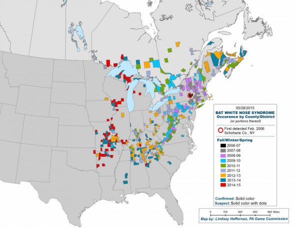 The highly deadly white-nose syndrome has spread rapidly since it was discovered in New York in 2006. The disease has killed millions of bats, including many in Wisconsin. Map by Lindsey Heffernan of the Pennsylvania Game Commission.