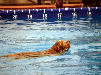 Photo Gallery: Petfest Was For the Dogs