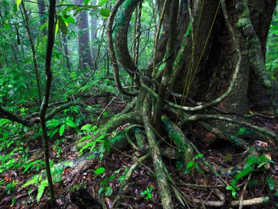 Marquette scientists find vines in tropical forest may significantly accelerate climate change