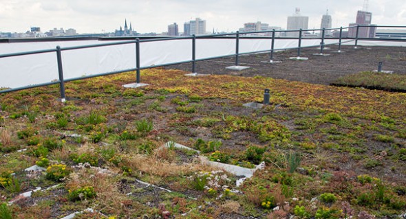 Green Roof atop the Global Water Center. Photo from Hanging Gardens website.