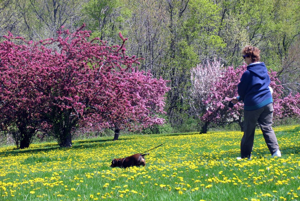 Milwaukee County Gets Greener: Brewers Foundation Donates Trees to Milwaukee County Parks