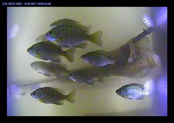 Photograph of fish passing through the fish passage at the Mequon-Thiensville Dam. As of June 2015, a total of 35-species of fish have been recorded by a “fishcam” in the act of swimming past the dam [http://www.co.ozaukee.wi.us/1248/Fishway-Camera]).