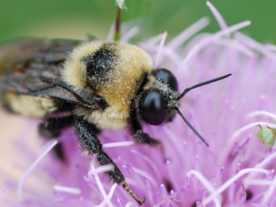 Wisconsin Has New Pesticide Problem