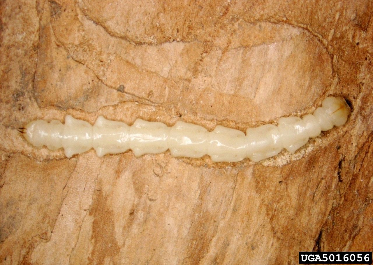 Emerald ash borer larva in ash tree. Photo by Pennsylvania Department of Conservation and Natural Resource [CC BY 3.0 (http://creativecommons.org/licenses/by/3.0)], via Wikimedia Commons.