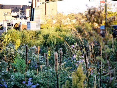 Entertainment at a Distance: Prepare for Spring with a Rain Garden Workshop