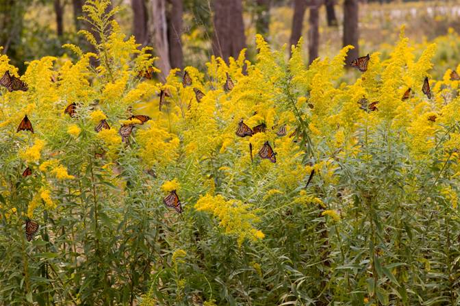 Monarch migration on Tosa trail could be best in years