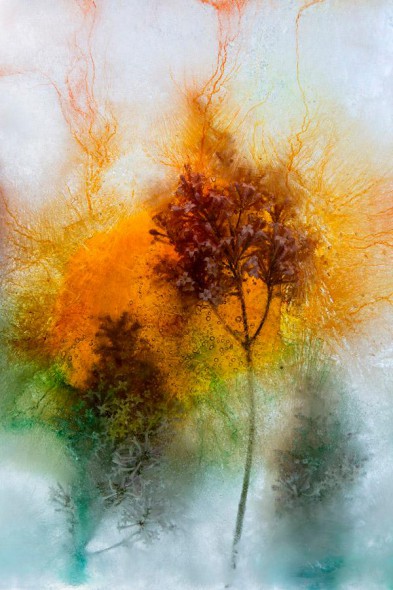 Bill Meyer, Brookfield Lilac Trio Sunset, 2016 Digital inkjet print