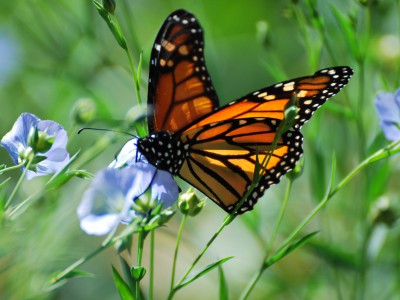 Green Luminaries: Butterfly Supporters Help Environment