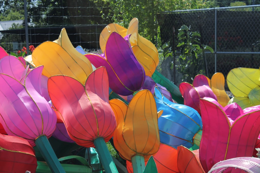 Numerous colorful tulips will become part of a display at China Lights. Photo courtesy of Milwaukee County Parks.