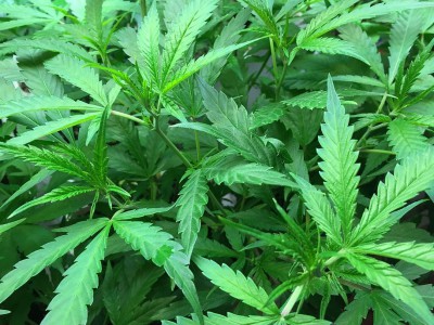 Bipartisan Bill Would Legalize Medical Marijuana