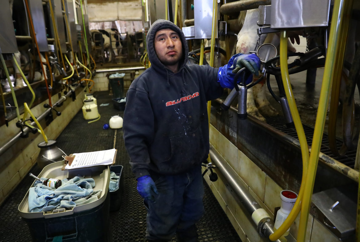 Armando, a Mexican employee at Rosenholm Farm in Cochrane, Wis, works in the milking parlor. He asked that his last name not be used because of his immigration status. Armando is among the estimated 51 percent of all dairy workers nationwide who are immigrants. His boss, John Rosenow, says that if his foreign-born employees were deported, or decided to look for work elsewhere, Americans would lose their jobs too, because the farm would be forced to shut down. Photo by Coburn Dukehart of the Wisconsin Center for Investigative Journalism.