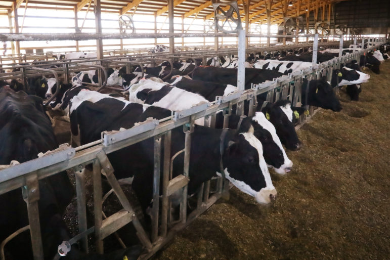 Dairy cows are seen in a freestall barn in northern Buffalo County, Wis. The size of Wisconsin farms has increased in recent years, and farmers say tougher immigration policies are making it difficult to find and keep workers. Photo by Coburn Dukehart of the Wisconsin Center for Investigative Journalism.