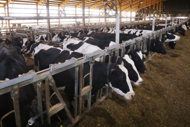 State Dairy Farms Losing Immigrant Workers » Urban Milwaukee