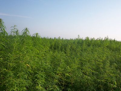 Industrial hemp bill passes legislature