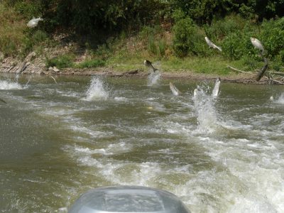 Construction Starts Next Year On Billion-Dollar Invasive Carp Barrier