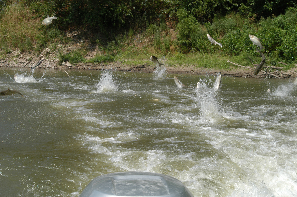 School of Jumping Silver Carp (A species of Asian Carp). Photo by Jason Jenkins.