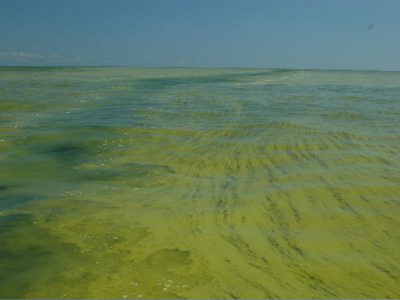 Echo: The Fight Against Great Lakes Algae