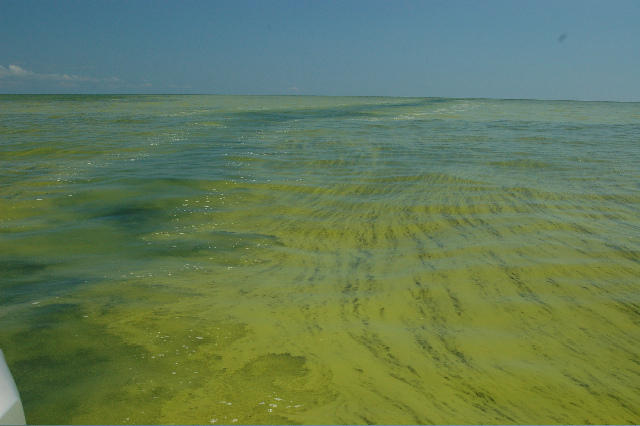Algae Bloom. Photo from the Ohio DNR.