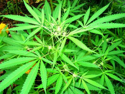 MKE County: Could The County Clone Hemp Plants?