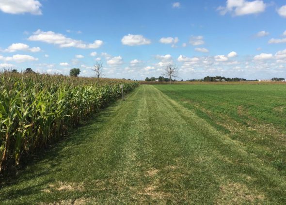 Another conservation practice: planting strips of grass around crops to filter nutrients from runoff. The kicker: it takes up valuable ground for planting. Photo by Steven Maier.