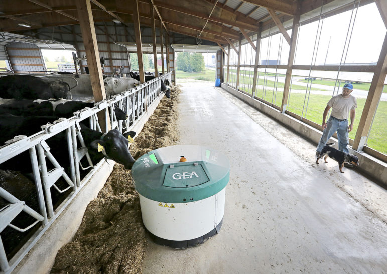 A robotic feeder made by GEA Farm Technologies makes its way through the cow barn at the De Buhr farm in Lancaster, Wis., on Aug. 31, 2017. Mechanization has increased on dairy farms as farmers struggle to find enough workers. Photo by John Hart / Wisconsin State Journal.