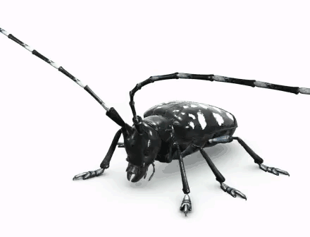 Asian Longhorned Beetle. Photo from the USDA.