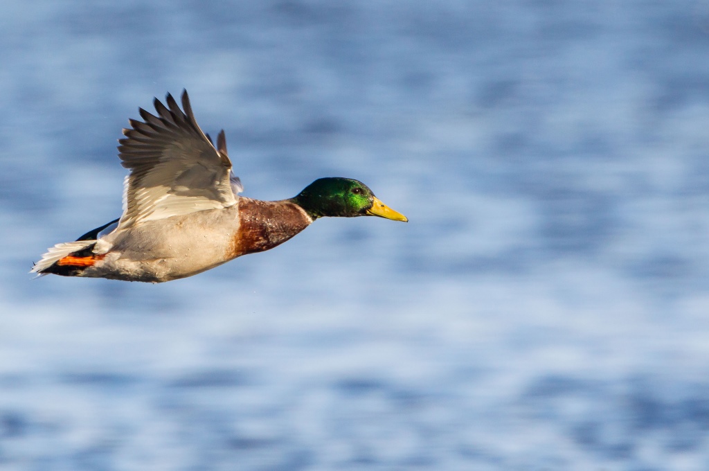 Drake mallard at Upper Mississippi River National Wildlife and Fish Refuge. Photo by Stan Bousson.
