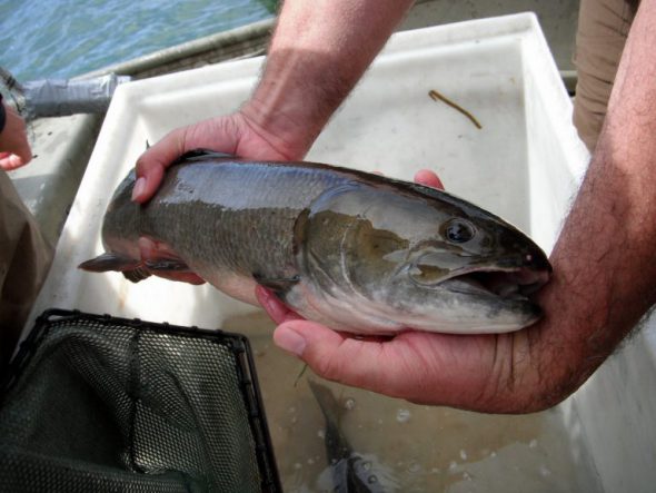 An Ohio Sea Grant worker holds a native bowfin. Photo from the Ohio Sea Grant.