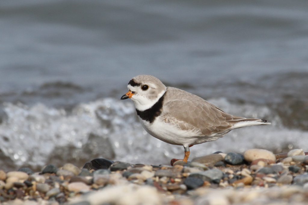 Piping Plover. Photo by Rita Flores Wiskowski.