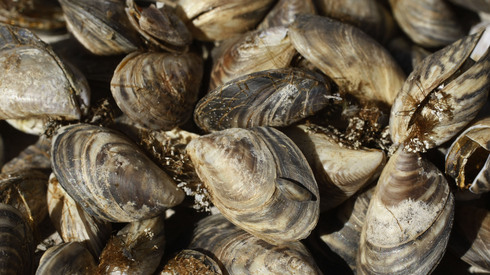 Quagga mussels. Photo from the U.S. Fish & Wildlife Service.