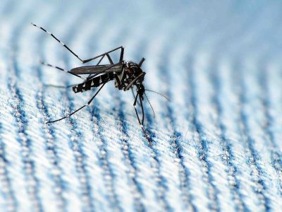 Swarms of Mosquitoes Plague State