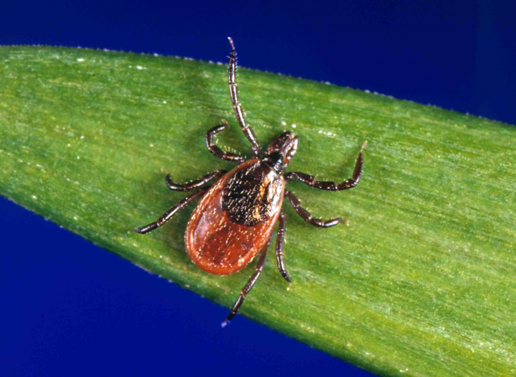 The deer tick is the species in Wisconsin responsible for transmitting the bacteria that causes Lyme disease. Photo by Jim Gathany/Centers for Disease Control and Prevention.