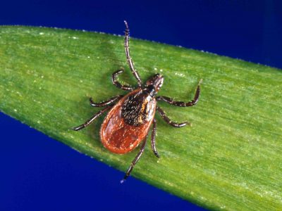 Lyme Disease Cases Up 22% in 2017