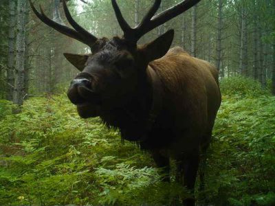Great Lakes Echo: The Return of the Elk