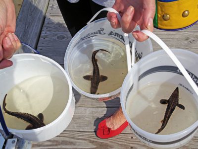 Sturgeon Fest set for Sept. 29 at Lakeshore State Park in Milwaukee