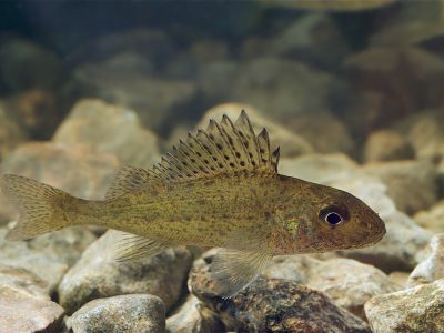 Great Lakes: Climate Change Linked to Invasive Species