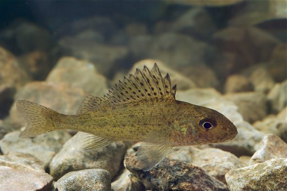 Ruffe, is an  invasive species in the Great Lakes. Photo by Tiit Hunt [CC BY-SA 3.0 (https://creativecommons.org/licenses/by-sa/3.0)], from Wikimedia Commons