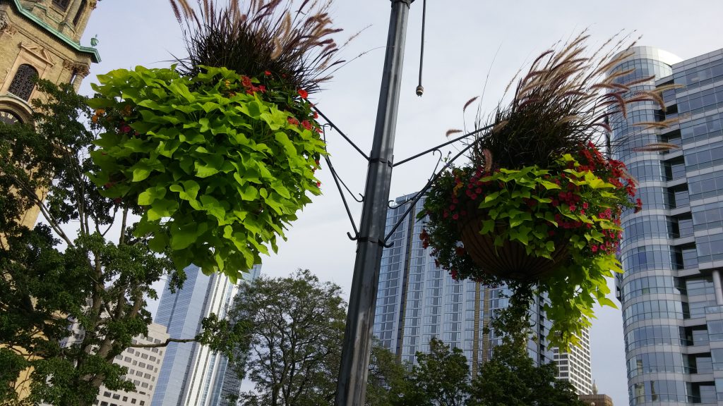 Two of the hanging flower baskets in Cathedral Square. Photo by Carl Baehr.