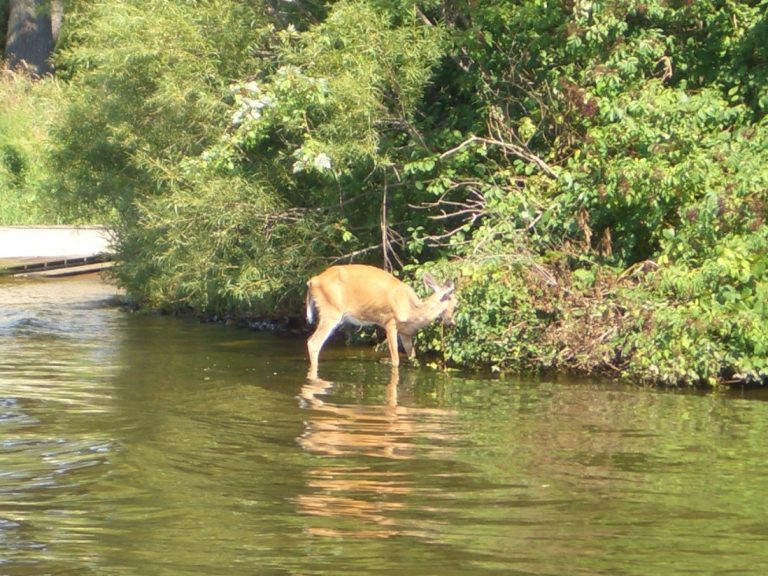 Reps. Kind, Sensenbrenner Introduce Bipartisan Bill to Manage and Prevent the Spread of Chronic Wasting Disease in Wisconsin