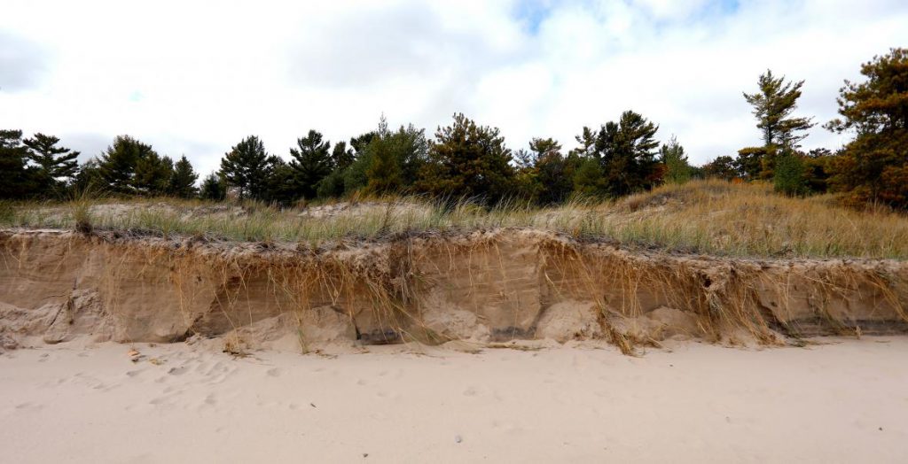 Sand dunes are held together by a variety of grasses along the Lake Michigan shoreline in Wisconsin’s Kohler-Andrae State Park. Kohler Co. plans to build a golf course nearby. Photo by Coburn Dukehart/Wisconsin Center for Investigative Journalism.