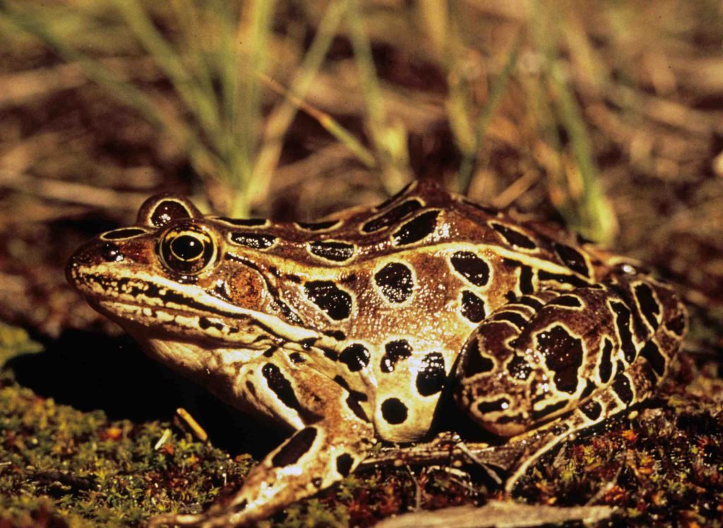 Northern leopard frog. Photo from the Wisconsin Department of Natural Resources (CC BY-ND 2.0).