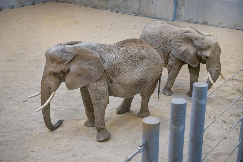 Ruth, left, and Brittany, right, in the new Elephant Care Center Recreation Room at the Milwaukee County Zoo. Photo from the Milwaukee County Zoo.