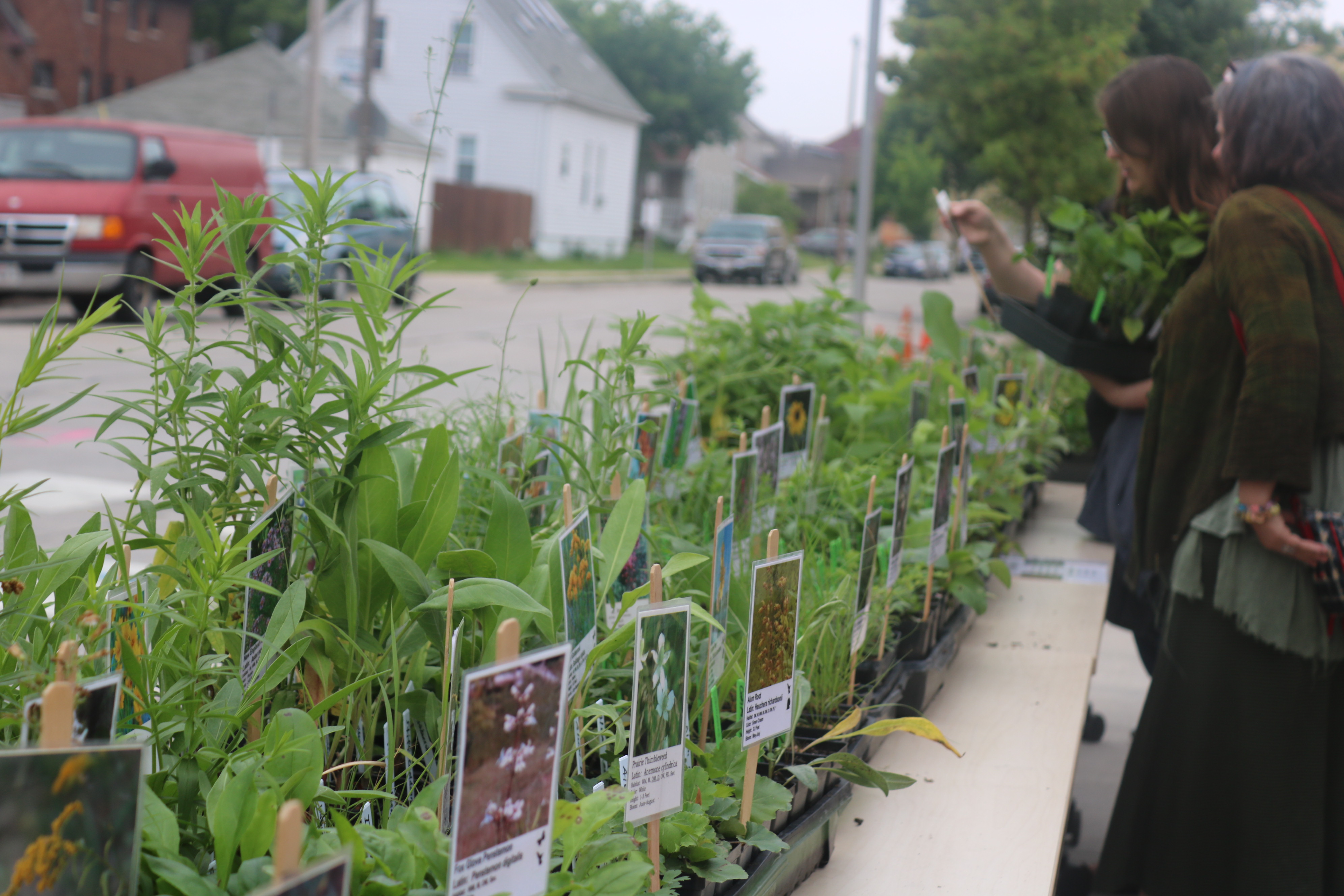 community-planting-day-native-plant-sale-urban-milwaukee