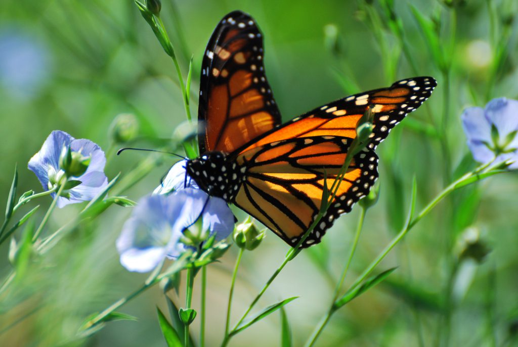 Monarch butterfly . Photo courtesy of MMSD.