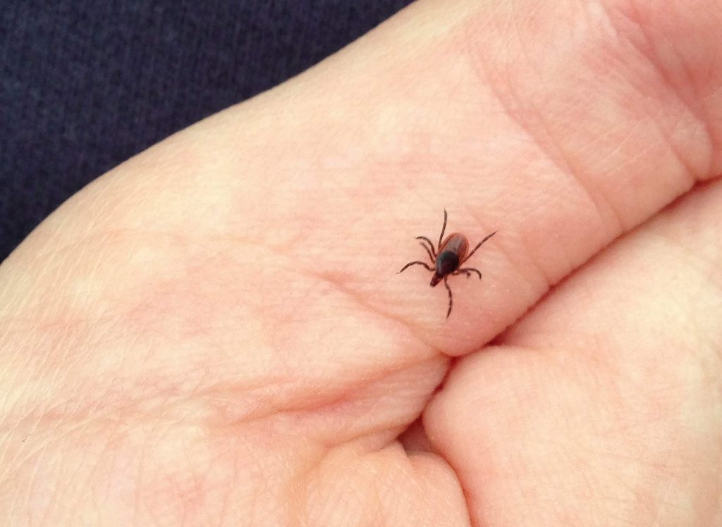 An adult deer tick crawls across a human hand. It's one of several tick species in Wisconsin but is treated with special concern as it is the primary carrier of the bacterium that causes Lyme disease. Photo by Fritz Flohr Reynolds (CC BY-SA 2.0).
