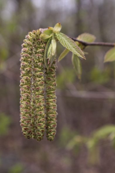 Ironwood Catkins. Photo by Daniell Bell.
