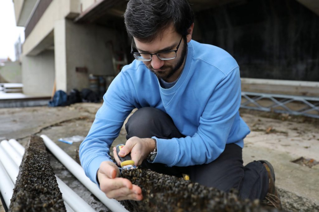 Invasive zebra mussels are seen on wooden pilings from a dock at the University of Wisconsin-Madison Center for Limnology on Lake Mendota in Madison, Wis., on Nov. 30, 2018. Students and researchers removed the dock before the onset of winter. Here, doctoral student Mike Spear scrapes the dock’s wooden pilings for zebra mussels to count the number that are attached and compare the number to previous years. His research helps track the density of mussels in the lake. Photo by Coburn Dukehart / Wisconsin Watch.