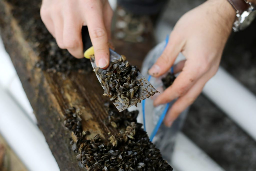 Invasive zebra mussels are seen on wooden pilings from a dock at the University of Wisconsin-Madison Center for Limnology on Lake Mendota in Madison, Wis., on Nov. 30, 2018. Students and researchers removed the dock before the onset of winter. Here, doctoral student Mike Spear scrapes the dock’s wooden pilings for zebra mussels to count the number that are attached and compare the number to previous years. His research helps track the density of mussels in the lake. Photo by Coburn Dukehart / Wisconsin Watch.