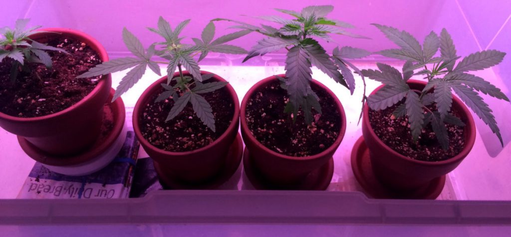 Marijuana plants are seen at the home of “Michael” in Michigan. He uses the plant to relieve symptoms of HIV-related pain, nausea and loss of appetite. Michael was arrested for marijuana possession in Wisconsin in 1997, which had cascading negative effects on his life. “Michael” is a pseudonym because he fears social and professional stigma of having a criminal conviction. Photo courtesy of the subject.